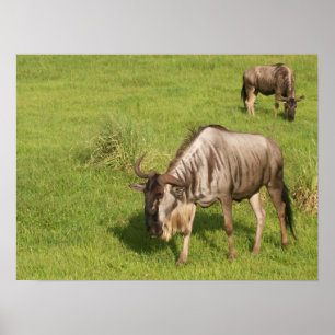 Poster Pares de Wildebeests