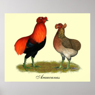 Pôster Pares do vermelho de Araucana