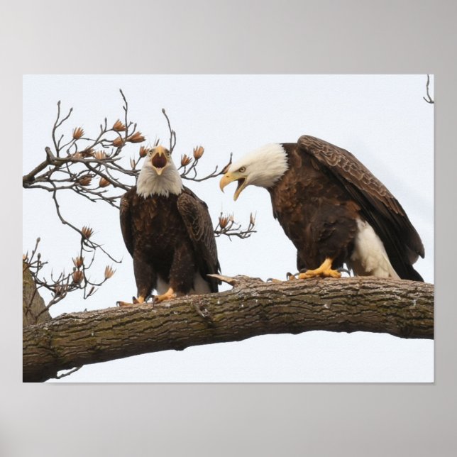 Poster Pares Vocalizing da águia americana (Frente)