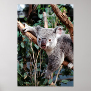 Poster Parque da Vida Selvagem de Featherdale, Koala Bear