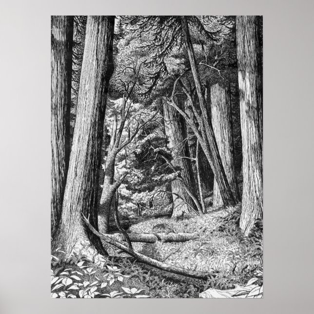 Pôster Parque de Sequoia (Frente)