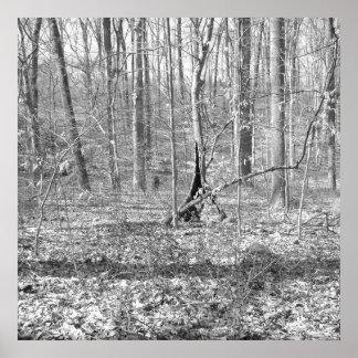 Pôster Parque Estadual de Ridley Creek