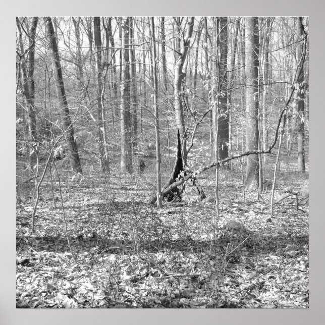 Pôster Parque Estadual de Ridley Creek (Frente)