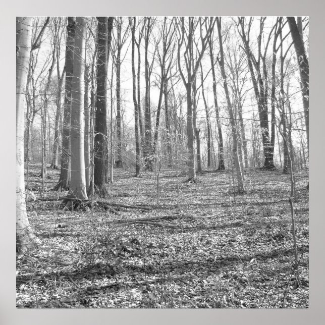 Pôster Parque Estadual de Ridley Creek (Frente)