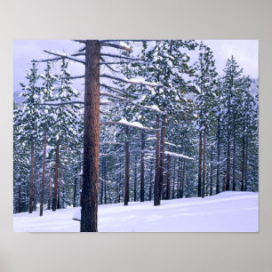 Pôster PARQUE ESTADUAL DO LAGO TAHOE, NEVADA. EUA. Neve f