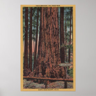 Poster Parque estadual grande das árvores, CA - árvore