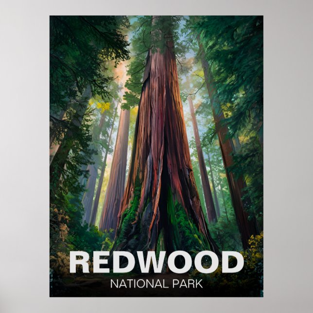 Poster Parque Estadual Nacional Redwood, Califórnia Coste (Frente)