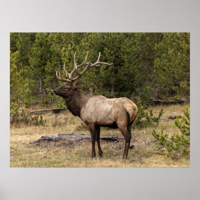 Poster Parque Nacional Bull Elk Yellowstone, Wyoming (Frente)