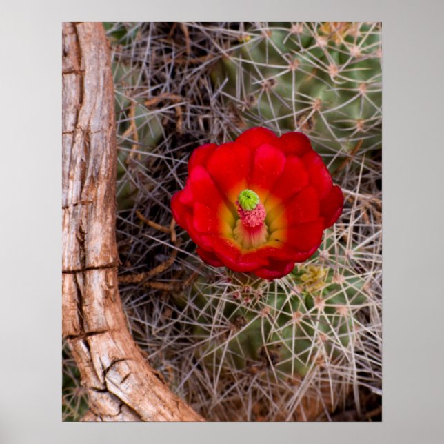 Poster Parque Nacional Capitol Reef, Cactus do Cálice Cla (Frente)