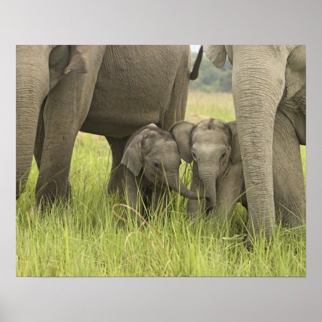 Pôster Parque Nacional Corbett, Uttaranchal, Índia. (Frente)