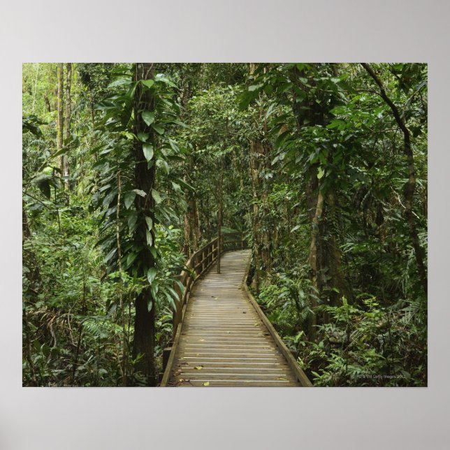 Poster Parque Nacional Daintree (Patrimônio Mundial da UN (Frente)