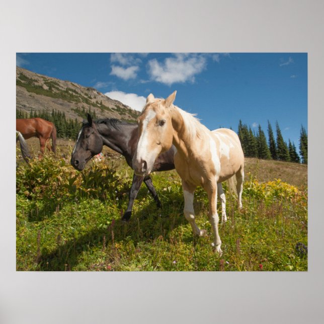 Poster Parque Nacional das Cascades do Norte (Frente)