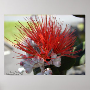 Pôster Parque nacional de Lehua FlowerVolcano