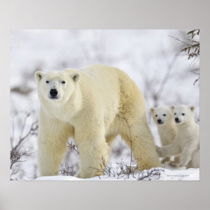 Poster Parque nacional de Wapusk, Canadá