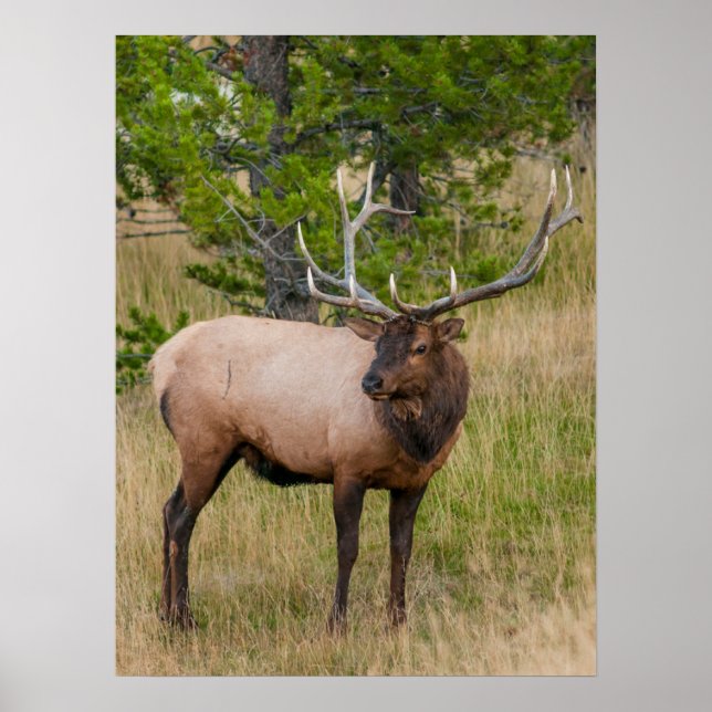 Poster Parque Nacional Elk Lake Village Yellowstone Wyomi (Frente)