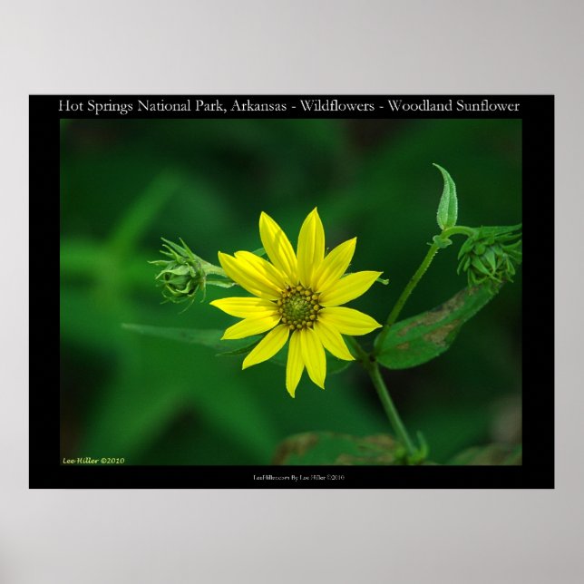 Pôster Parque Nacional Hot Springs Woodland Sunflowers (Frente)