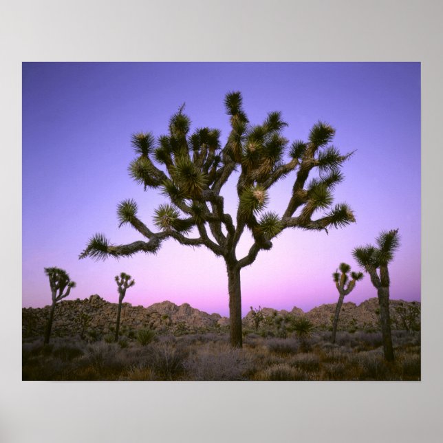 PÔSTER PARQUE NACIONAL JOSHUA TREE, CALIFÓRNIA. EUA. (Frente)