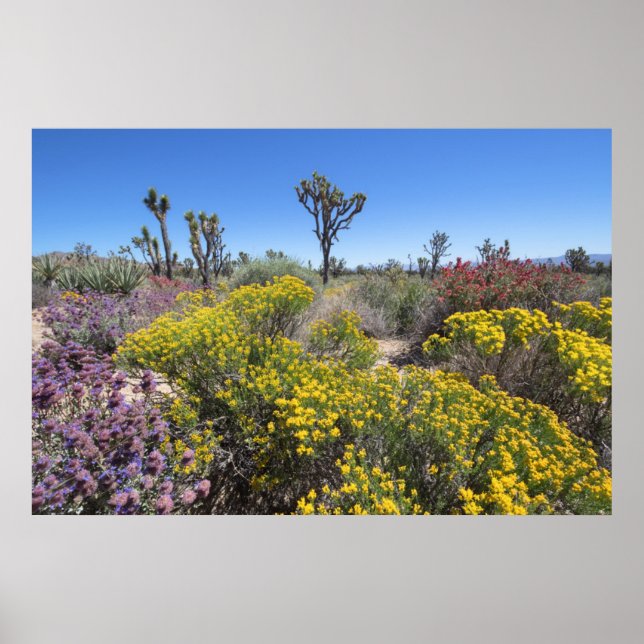 Poster Parque Nacional Joshua Tree Em Bloom (Frente)