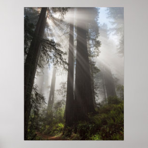 Poster Parque Nacional Redwood Califórnia