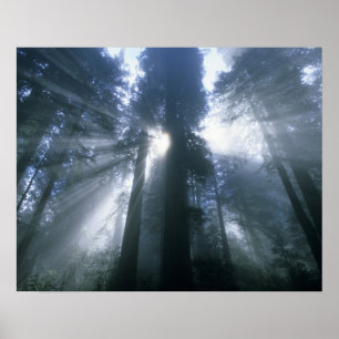 Pôster Parque Nacional Redwood, Condado de Del Norte, nev