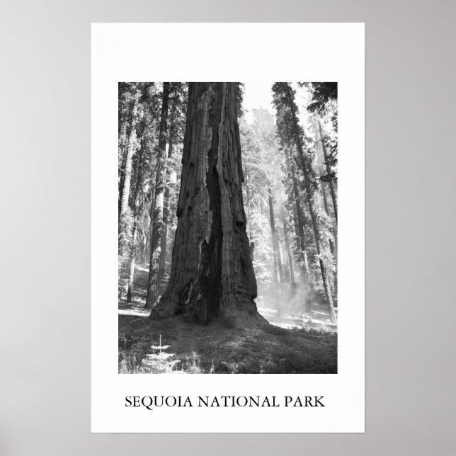Poster Parque Nacional Sequoia (Frente)