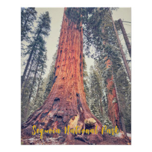 Pôster Parque Nacional Sequoia