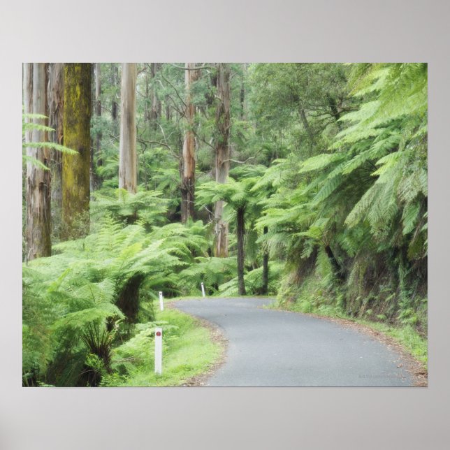 Pôster Parque Nacional Tarra Bulga, Strzelecki Ranges (Frente)
