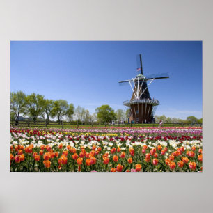 Pôster Parque Windmill Island com tulipas em floração e