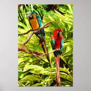 Pôster Parrot Friends