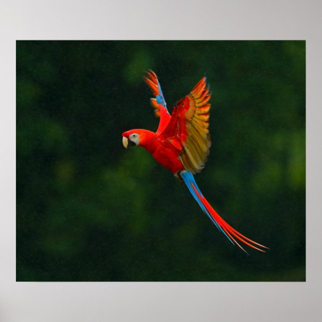 Pôster Parrot in Flight (Frente)
