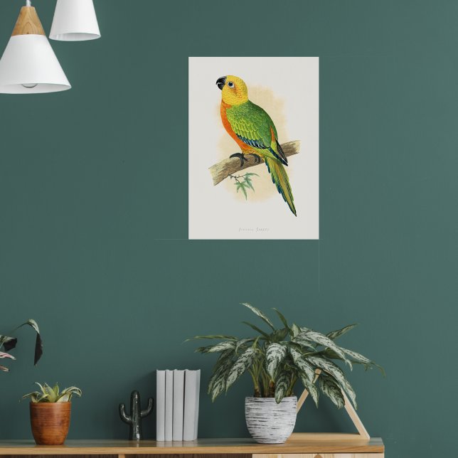 Poster Parrot, Jendaya Conure, (Sala de Estar 1)