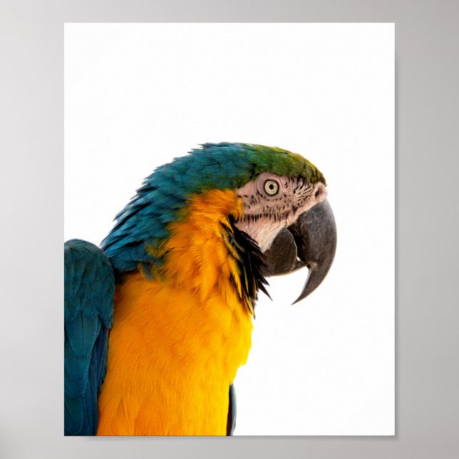 Poster Parrot Post-it Notes (Frente)
