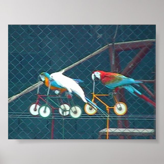 Poster Parrot Race, Tailândia (Frente)