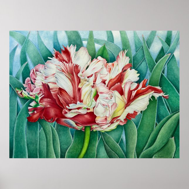 Poster Parrot Tulip (Frente)