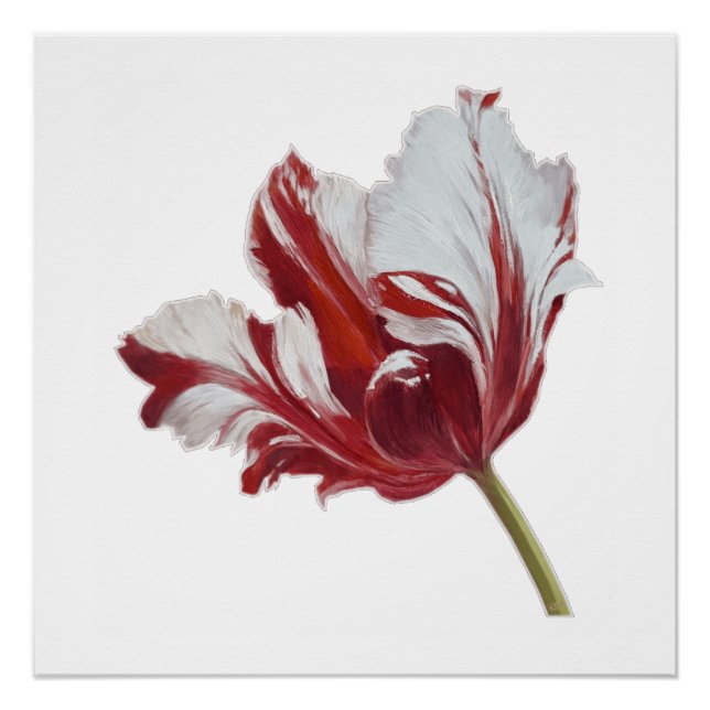 Pôster Parrot Tulip Fine Art Print (Frente)