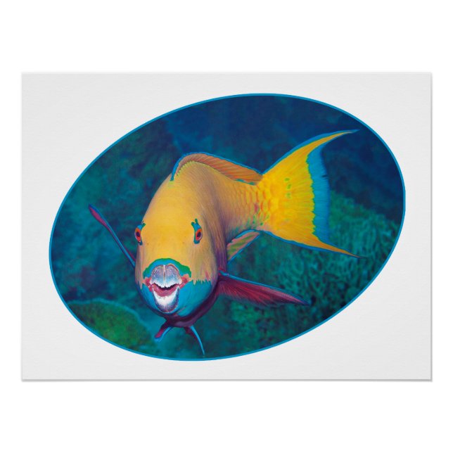 Pôster Parrotfish Underwaterphoto- design fotográfico fot (Frente)