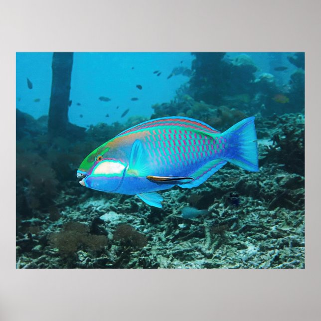 Poster Parrotfish Vibrante (Frente)