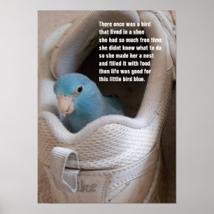 Poster Parrotlet pacífico azul do pássaro pequeno em um