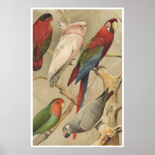 Poster Parrots Vintage Aves Tropicais Coloridas