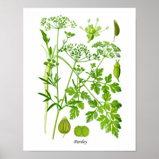 Poster Parsley Kitchen Herb Botanical Wall Decor