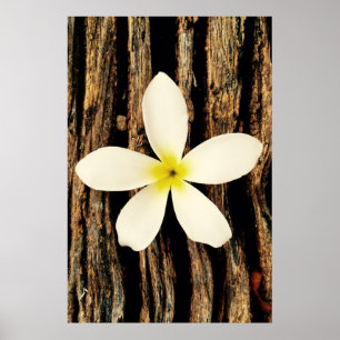 Poster Parte havaiana da indicação do Plumeria