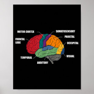 Poster Partes da anatomia do cérebro diagrama colorido