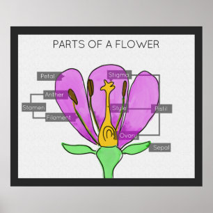 Poster Partes de uma Flor