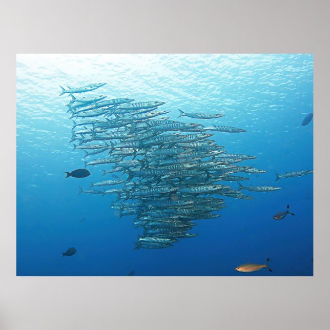 Poster Partido Baraccuda (Frente)