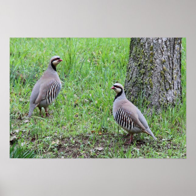 Poster Partridges (Frente)