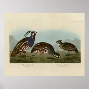 Poster Partuchos com pernas plumadas e grossas - Aves de