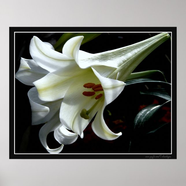 POSTER PÁSCOA LILY (Frente)