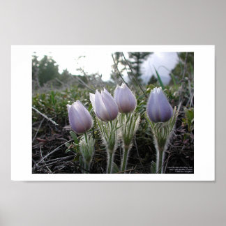 Poster Pasque Flower