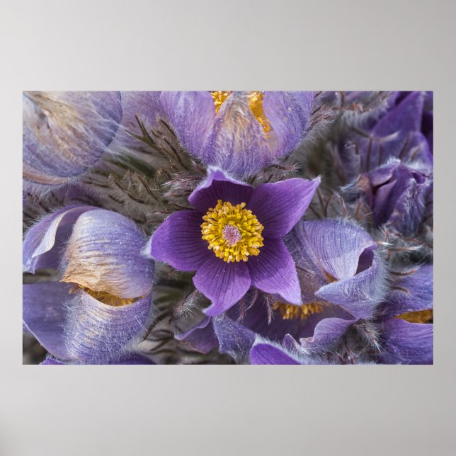 Poster Pasqueflower (Frente)
