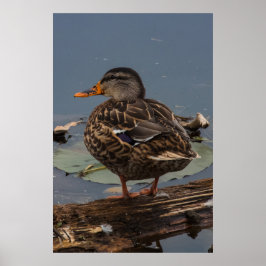 Poster Passando o tempo